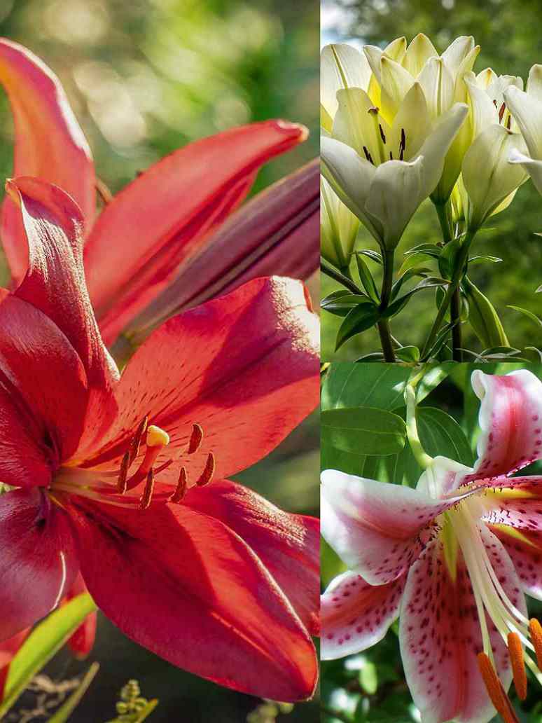 Asiatic Lily Mix Flower - 3 Bulb