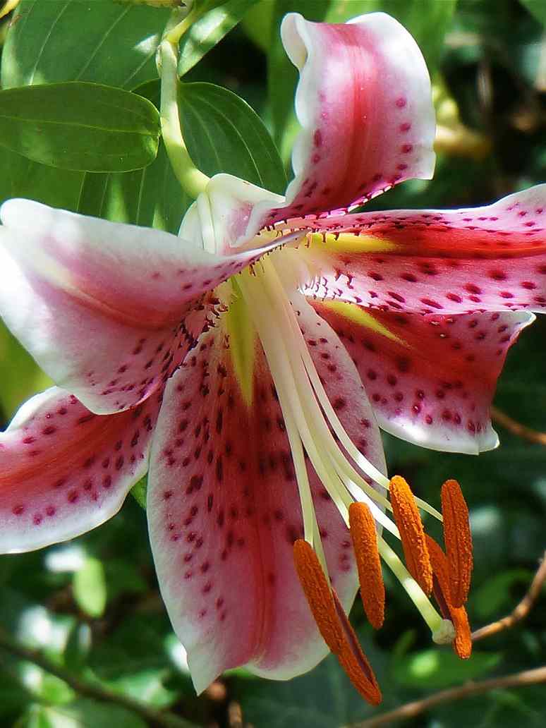 Asiatic Pink Lily Flower - 3 Bulbs