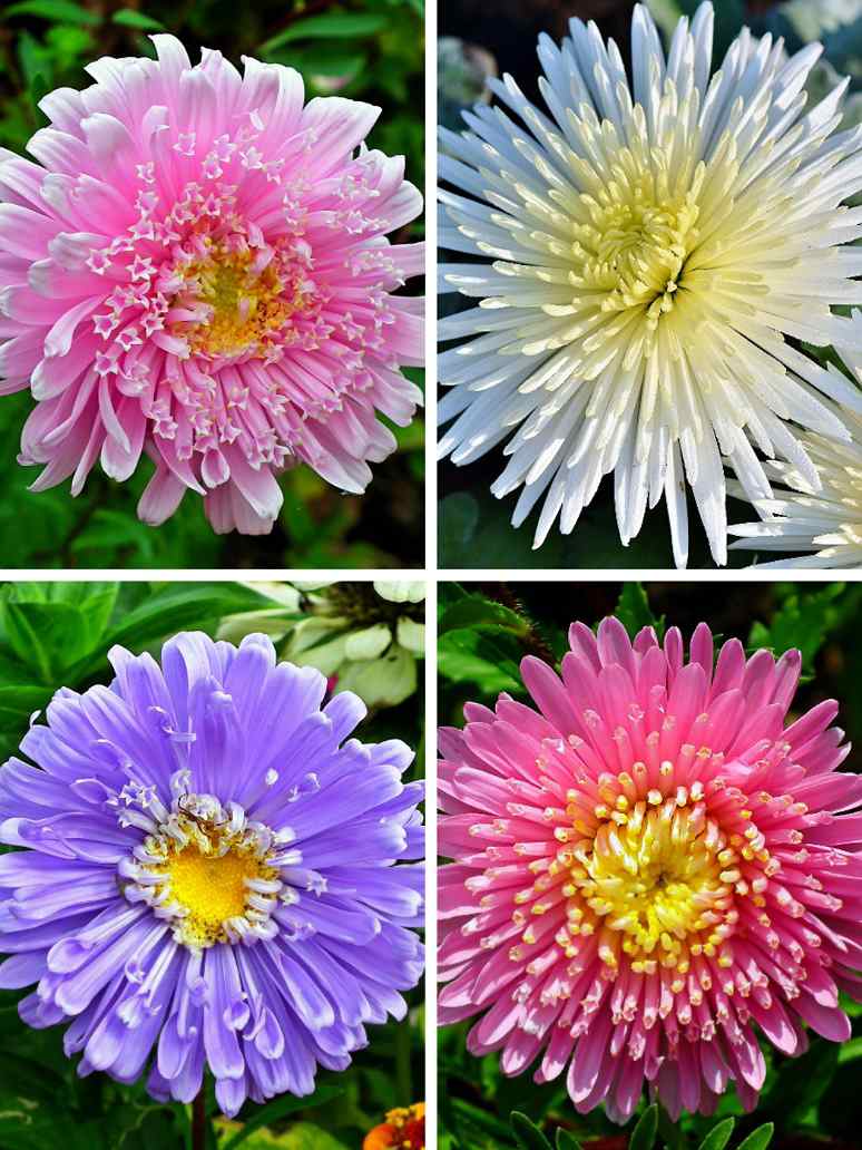 Aster Formula Mix -Open Pollination Seeds