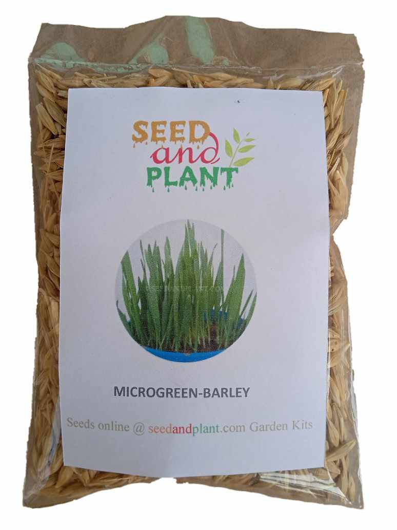 Barley Grass-Microgreen - Open Pollination Seeds