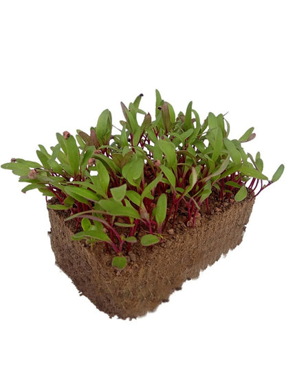 Beetroot Microgreen - Seeds