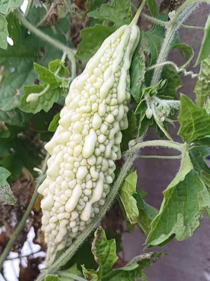 Bitter Gourd White Long - Open Pollination Seeds