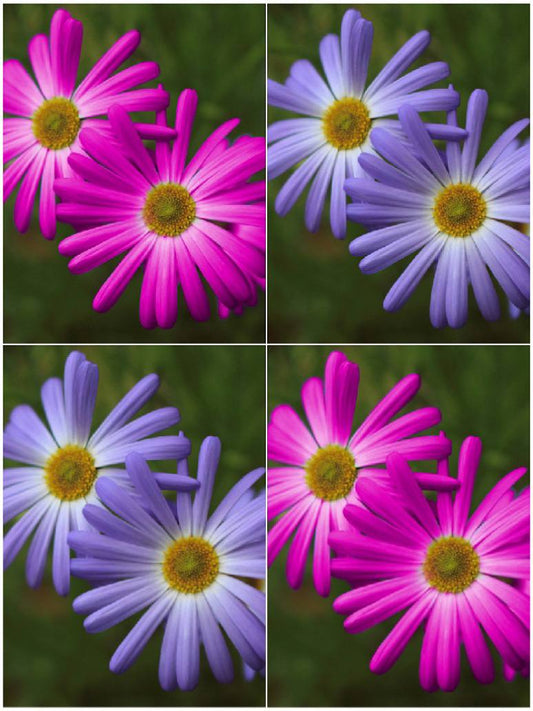 Brachycome Mix Swan River Daisy-Open Pollination Seeds