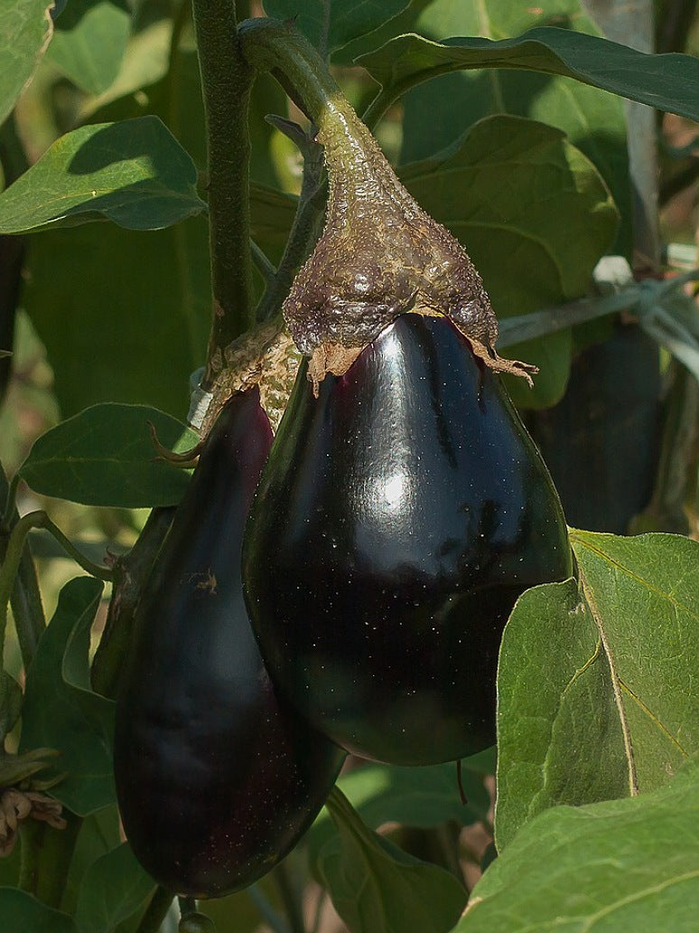 Brinjal Oval Purple - Hybrid Seeds