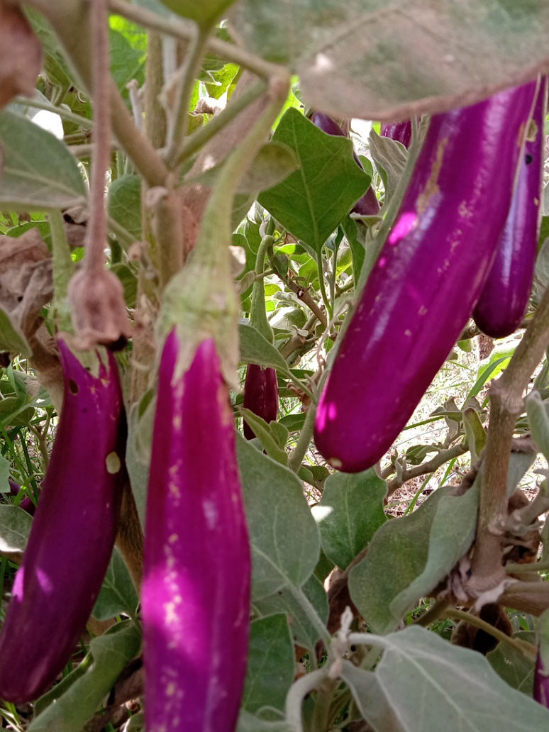 Brinjal or Kalonji Baigan- Hybrid Seeds