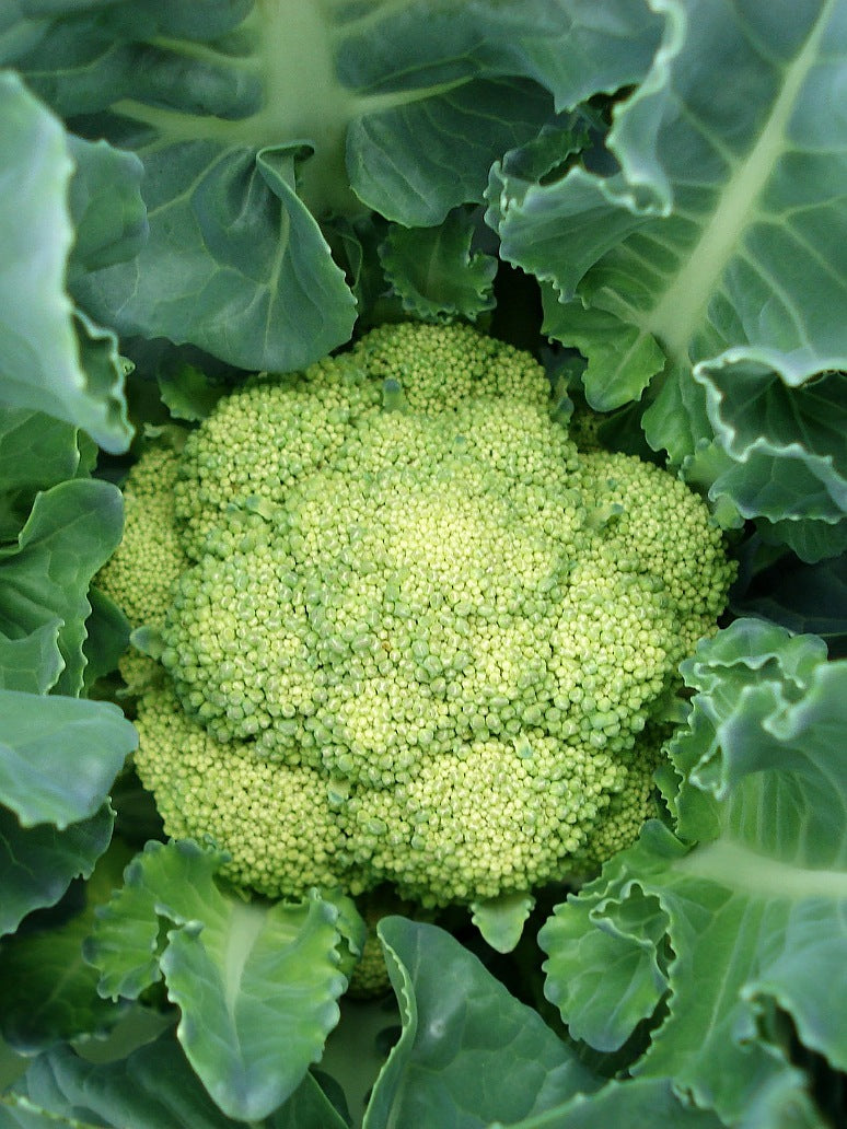 Broccoli - Open pollination Seeds