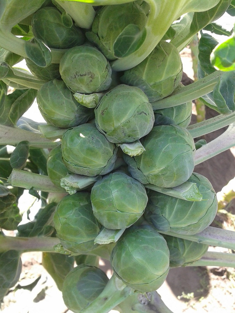 Brussel Sprouts -Open Pollination Seeds 