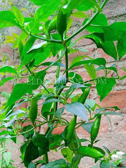 Chilli Bird Eye Seeds (Open Pollinated)