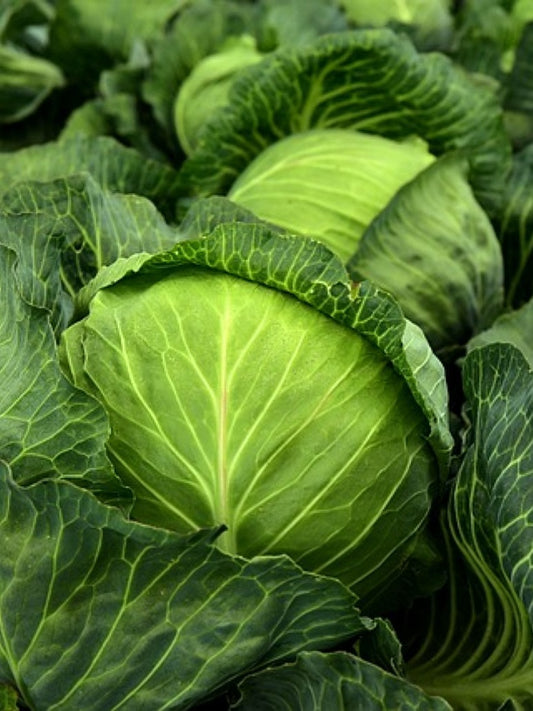 Cabbage - Hybrid Seeds 