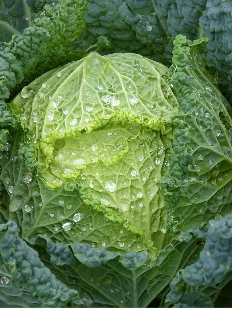 Cabbage Savoy Perfection - Open Pollination Seeds