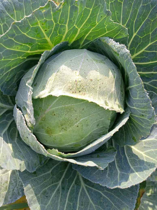 Cabbage Desi - Open Pollination Seeds