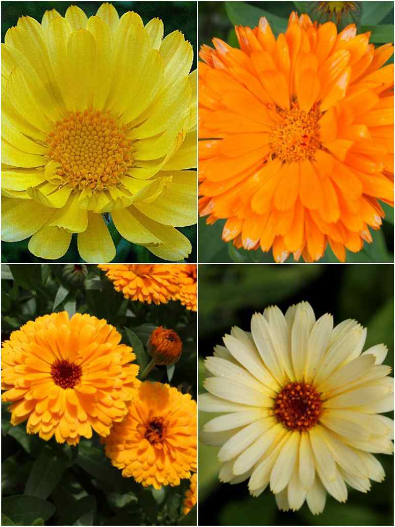 Calendula FG Mix - Open Pollination Seeds