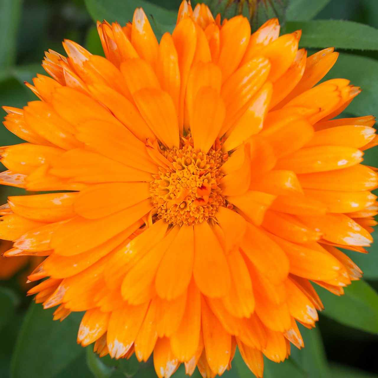 Calendula FG Mix Seeds