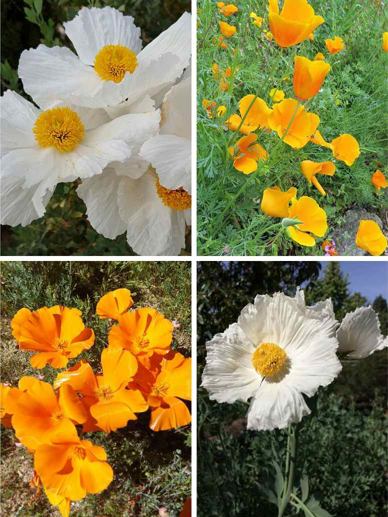 California Poppy Mix -Open Pollination Seeds