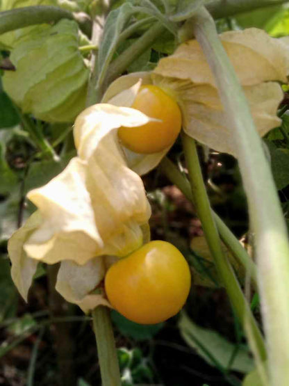 plant gooseberry seeds Cape Gooseberry