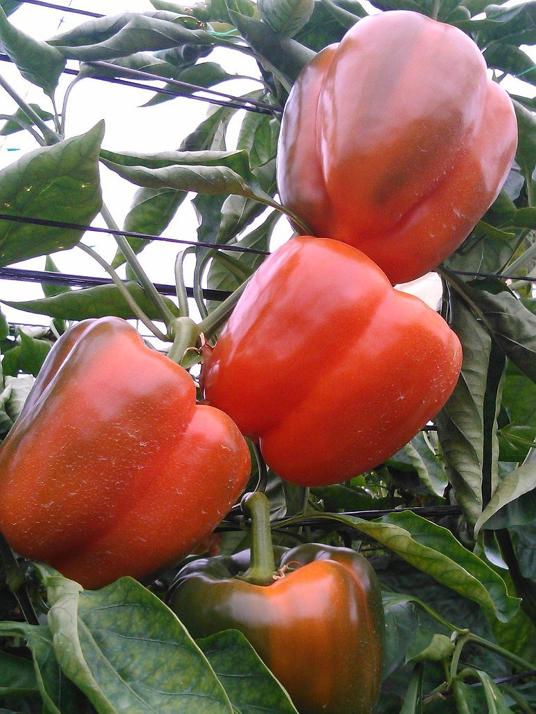 Orange Capsicum Seeds- Hybrid Seeds