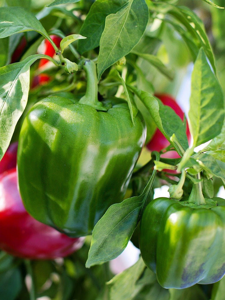 Green Capsicum Seeds-(Hybrid)