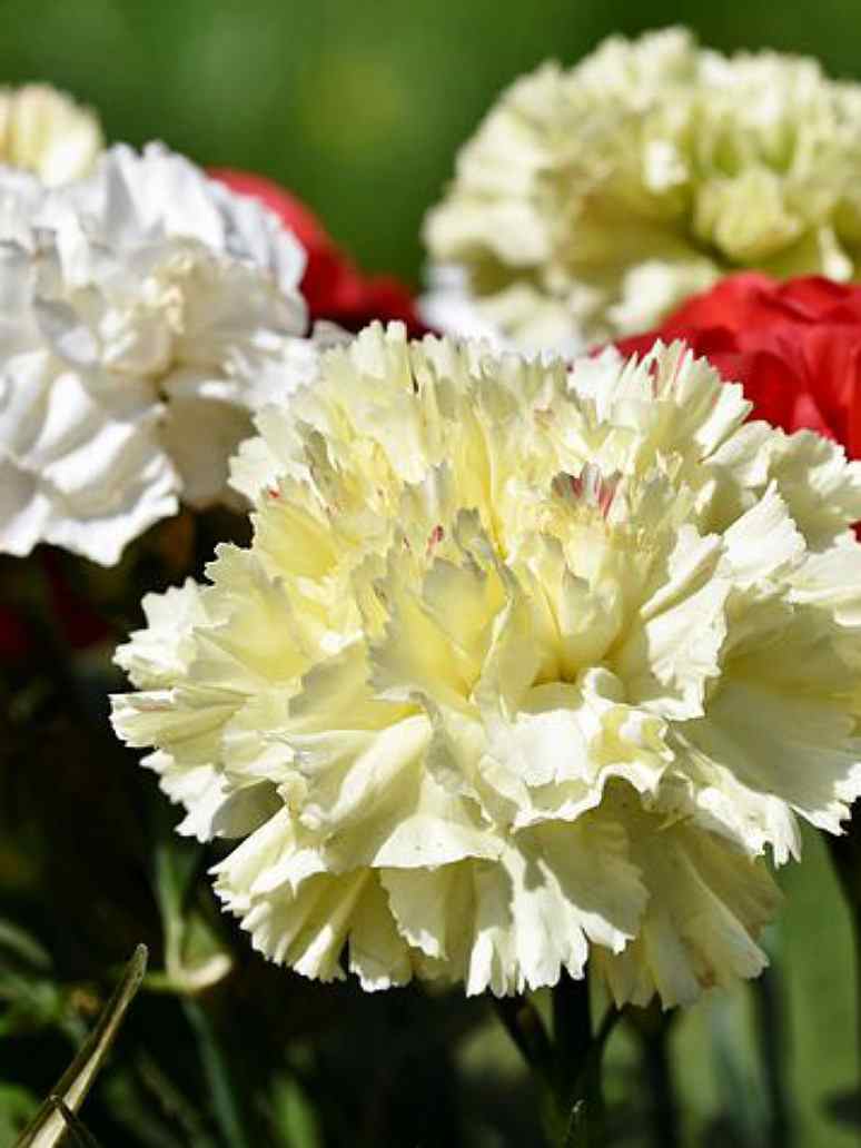 Carnation Mix - Open Pollination Seeds