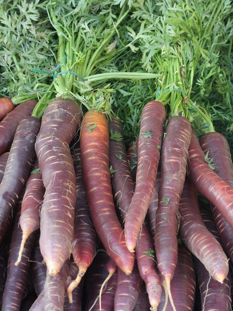 Carrot Dark Purple Hybrid Seeds