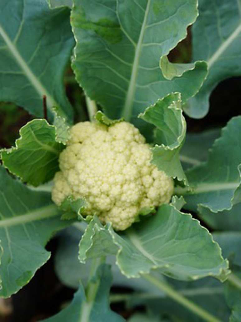 Cauliflower Desi - Open Pollination Seeds