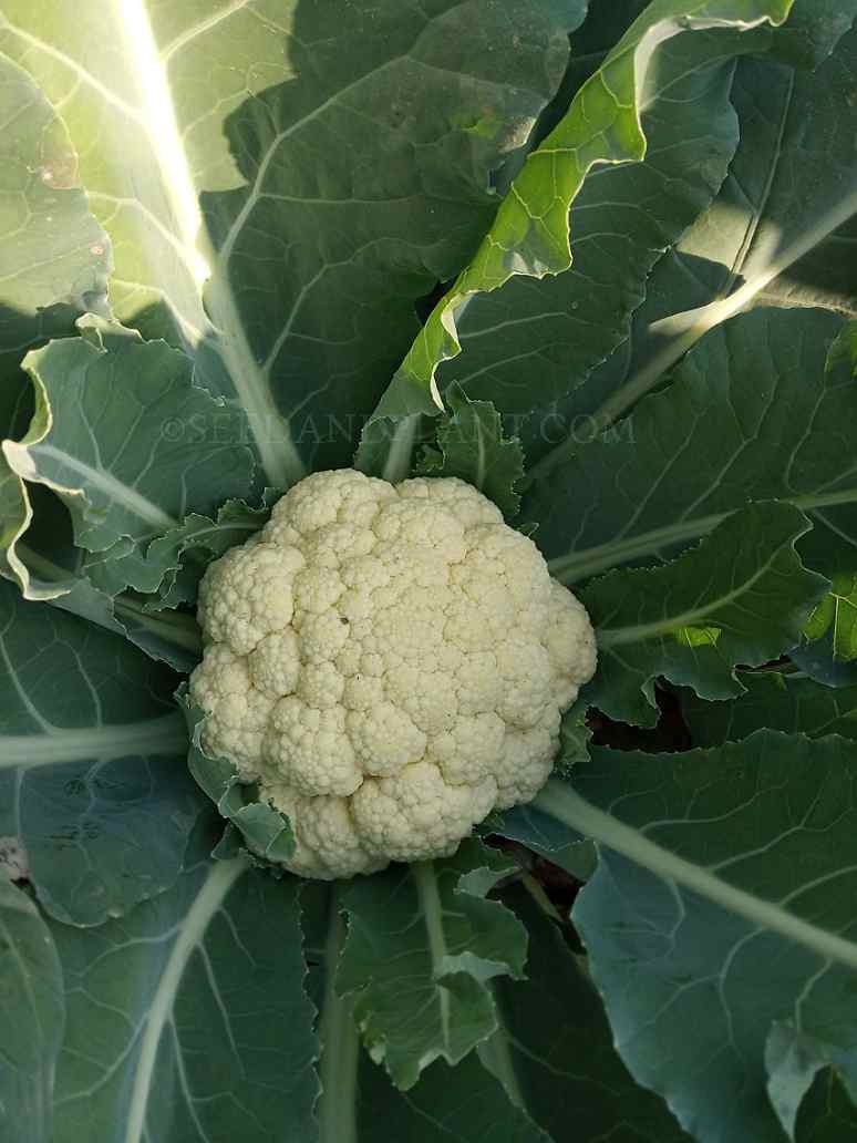 Cauliflower - Hybrid Seeds