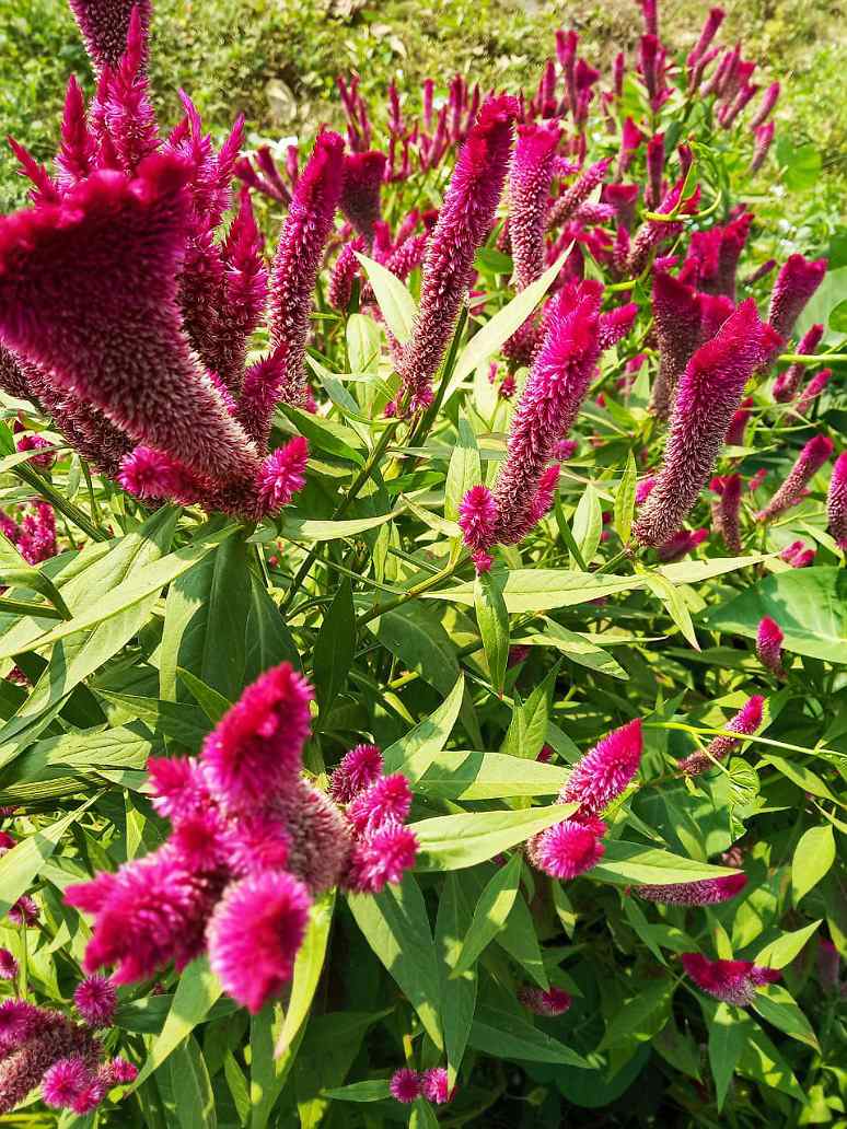 Celosia Cockscomb Pink - Open Pollination Seeds
