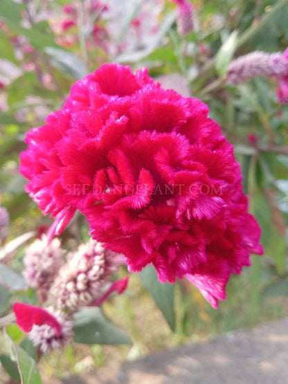 Celosia Cockscomb Red- Open Pollination Seeds