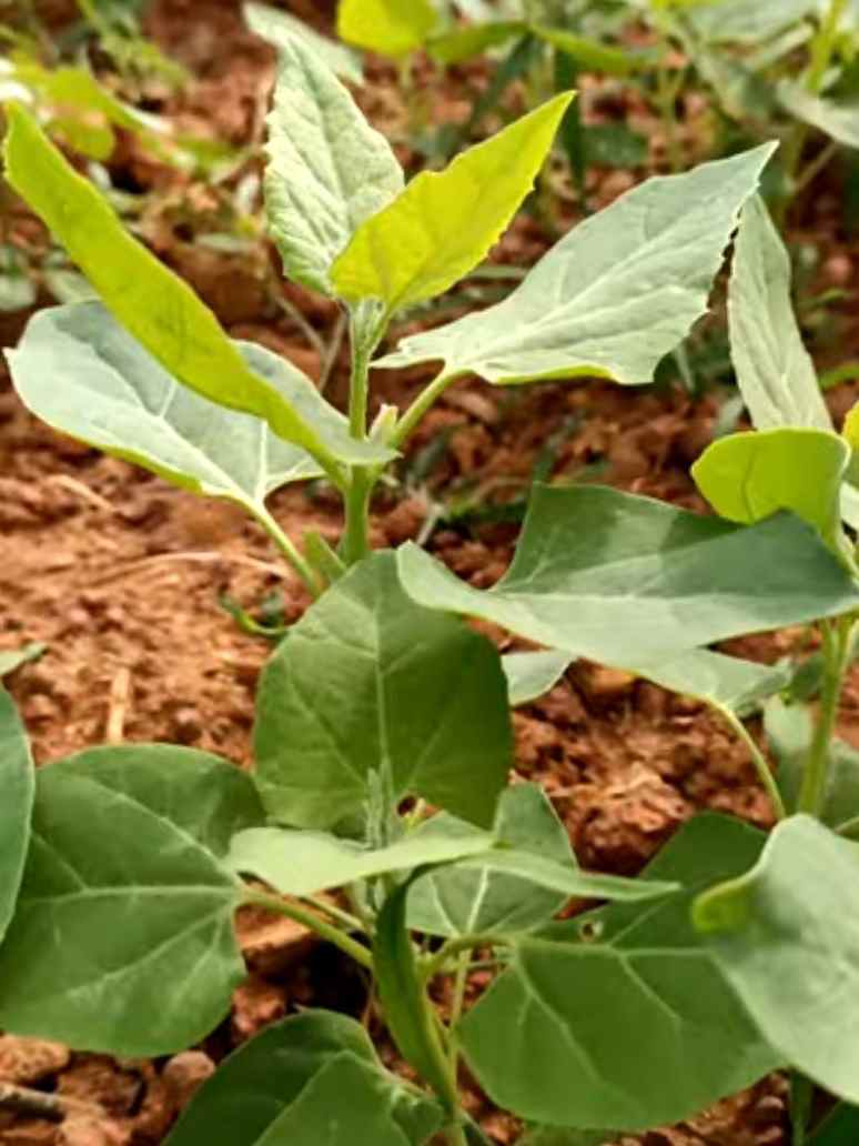 Chakotha - Mountain Spinach-Open Pollination Seeds