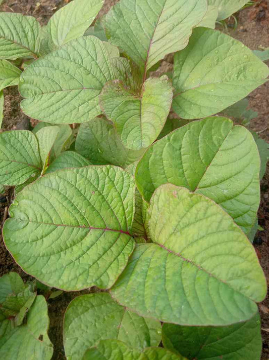 Desi Chaulai Big Leaves Light Red-Open Pollination Seeds