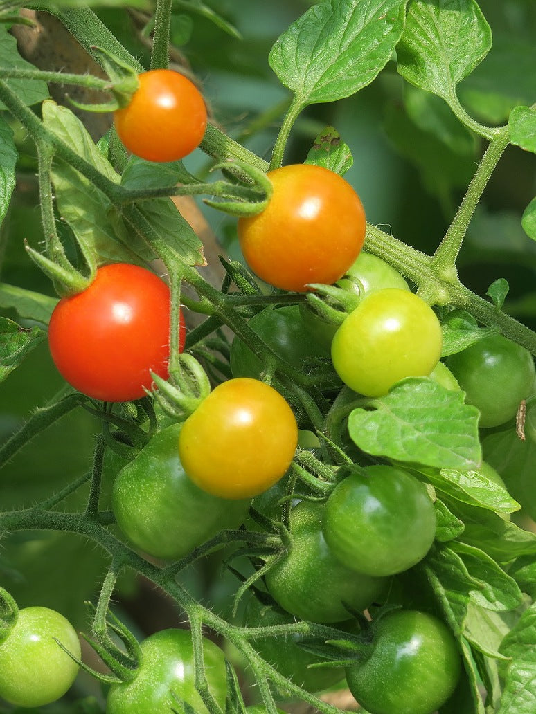 Cherry Tomato Seeds( Open pollinated)