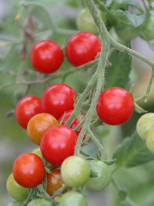 Cherry Tomato - Hybrid Seeds