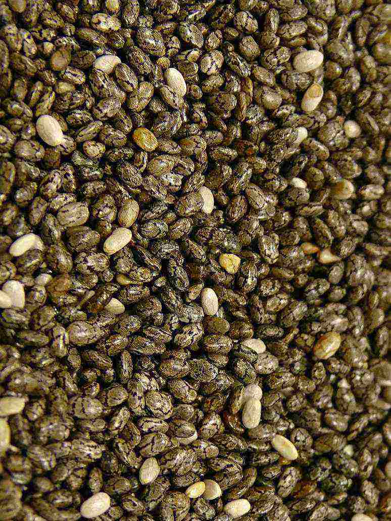 Chia Plant - Open Pollination Seeds