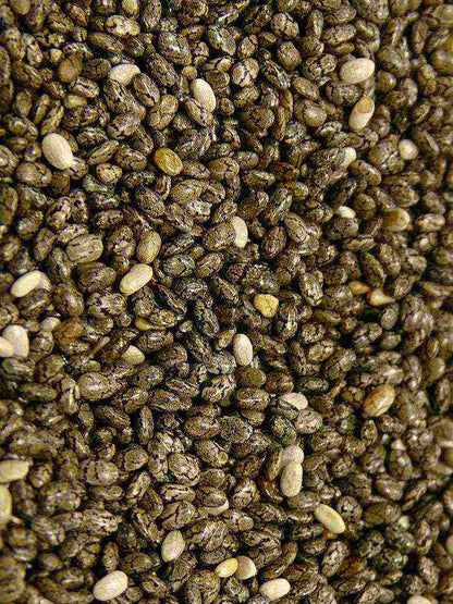 chia seeds on plant Chia Plant
