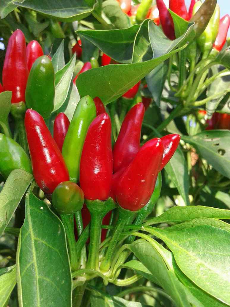 Chilli Bird Eye- Hybrid Seeds