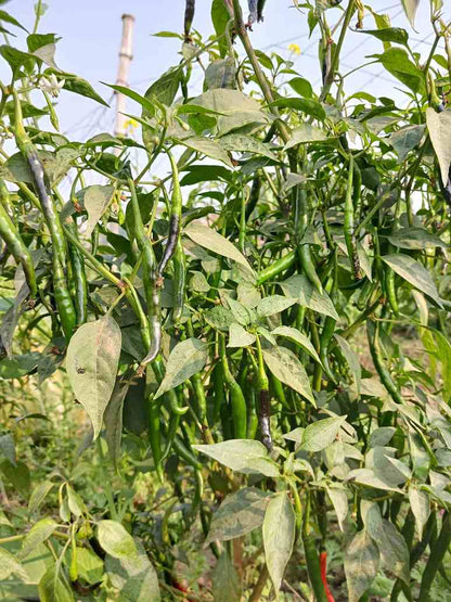 Chilli Long Green - Hybrid Seeds