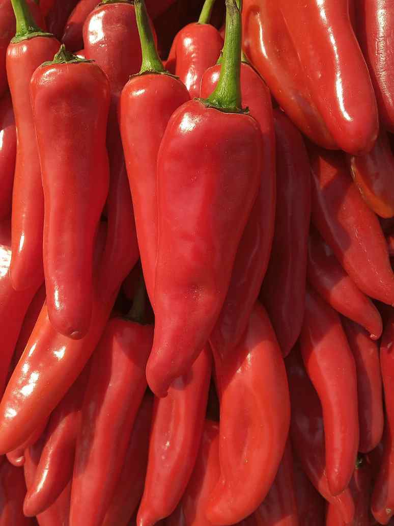 Chilli Pickle - Achaar Chilli- Hybrid Seeds