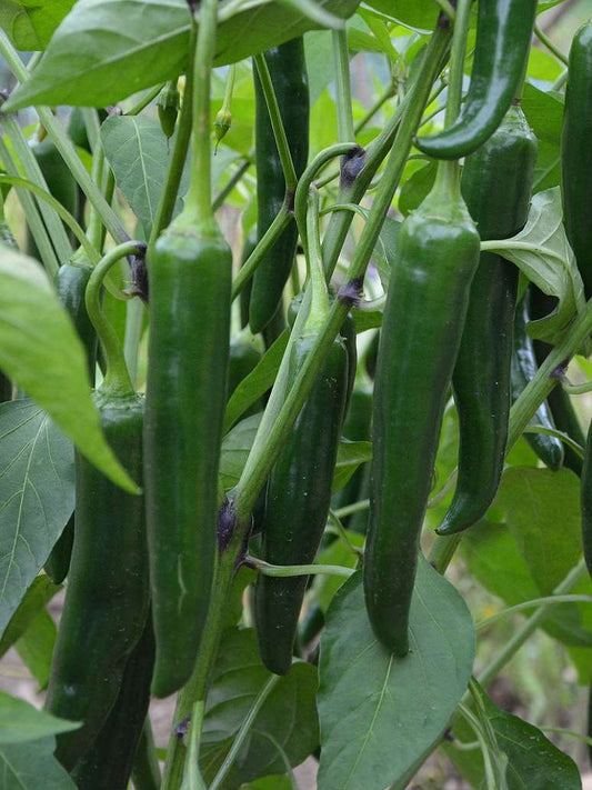 Chilli Thick Long Green - Hybrid Seeds