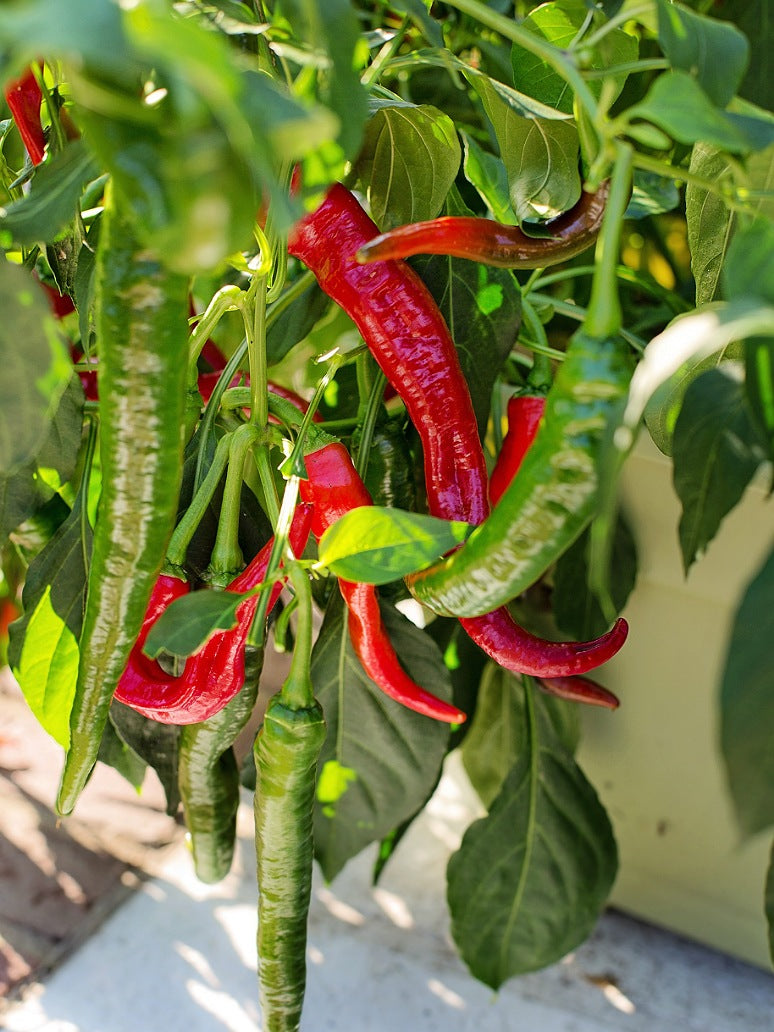 Chilli or Mirchi Desi - Open Pollination Seeds