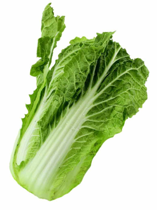 Chinese Cabbage - Hybrid Seeds