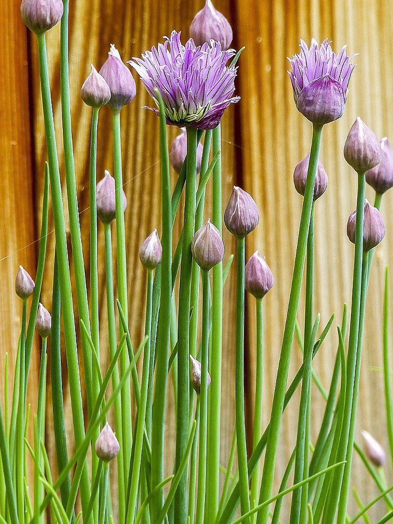Chives  - Open Pollination Seeds