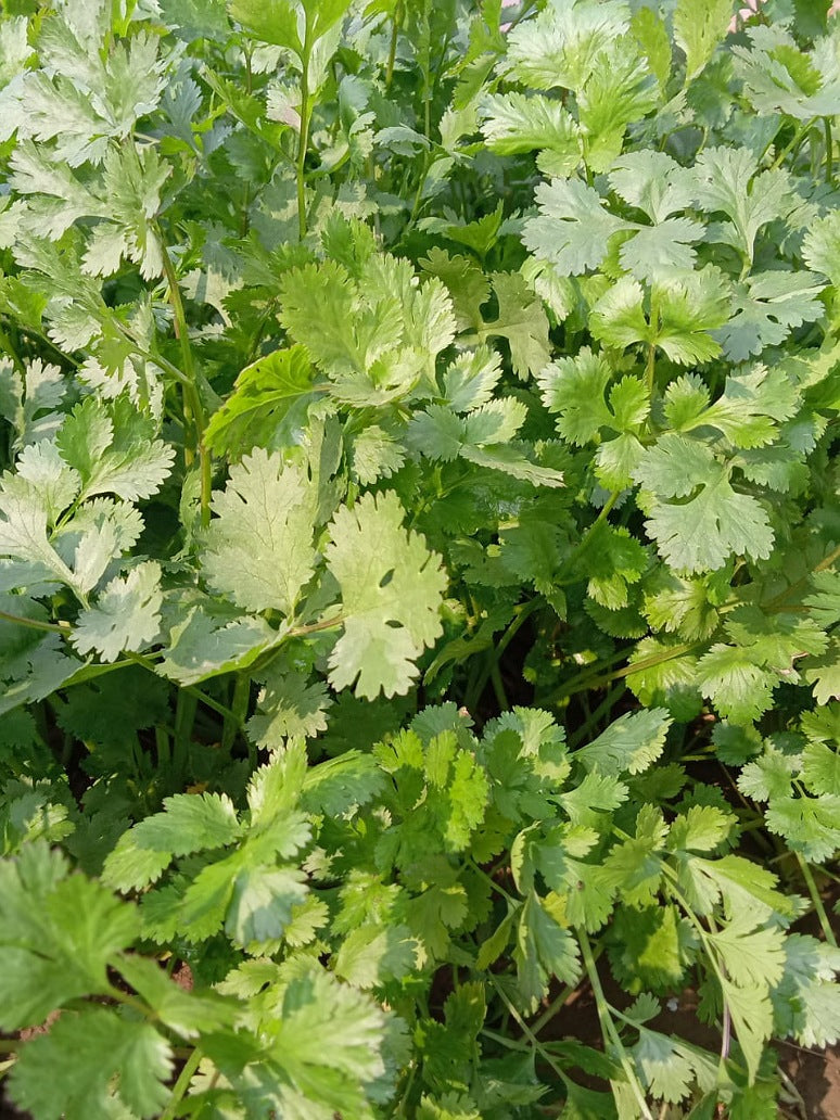 Coriander Seeds - Hybrid Seeds