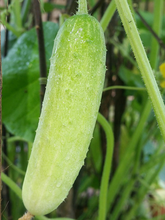 Cucumber Light Green - Open Pollination Seeds 