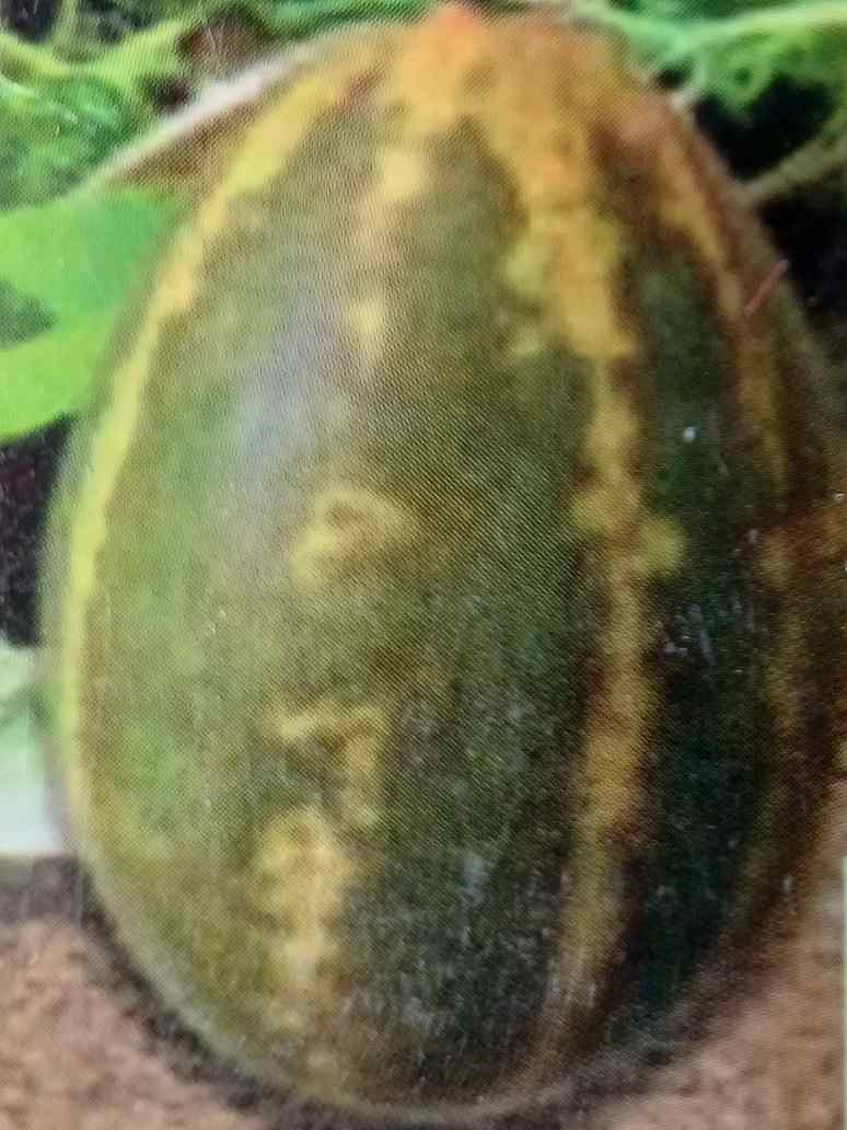 Cucumber Sambar - Hybrid Seeds