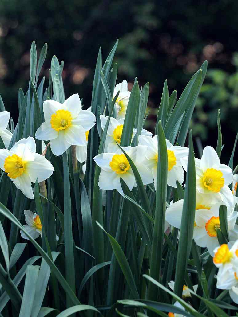 Daffodil White Flower-3 Bulbs