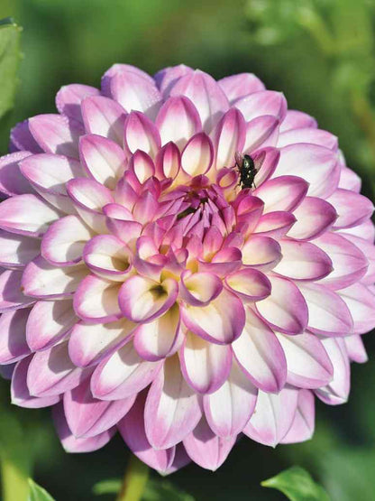 Dahlia Variabillis Figaro Imperial Mix- Open Pollination Seeds