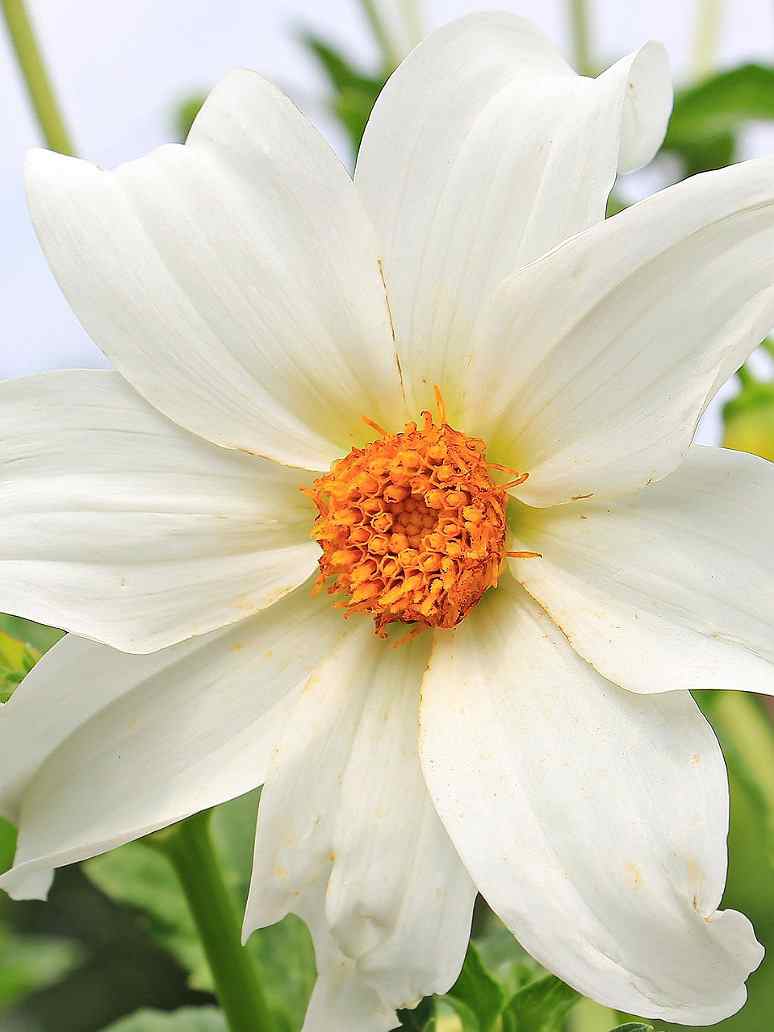 Dahlia Variabillis Top Star Beauty Mix-Open Pollination  Seeds