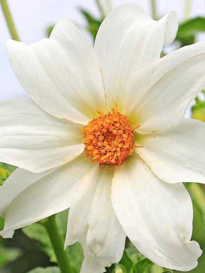 Dahlia Variabillis Top Star Beauty Mix-Open Pollination  Seeds
