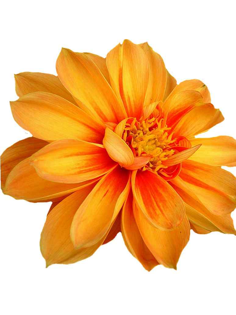 Dahlia Unwins Mix- Hybrid Seeds