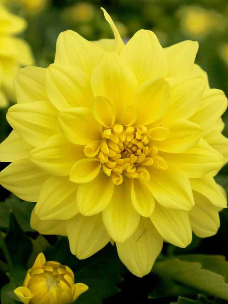 Dahlia Unwins Mix- Hybrid Seeds