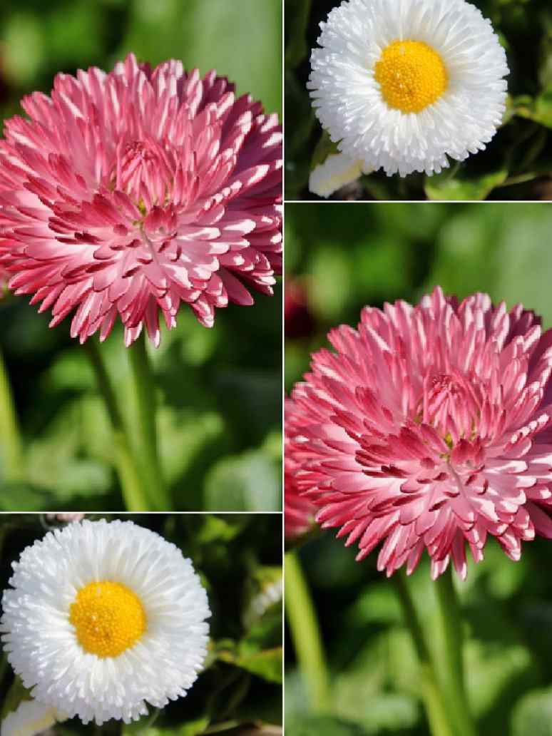 Daisy Double Mix  Bellis Perennis	- Open Pollination Seeds